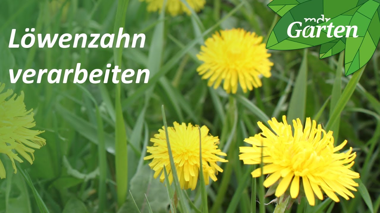 Verschiedene Rezepte mit L&ouml;wenzahn | MDR Garten