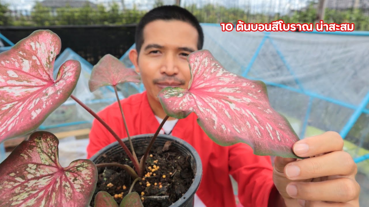 10 ต้นบอนสีเก่า ต้นบอนสีโบราณ หายาก น่าสะสม