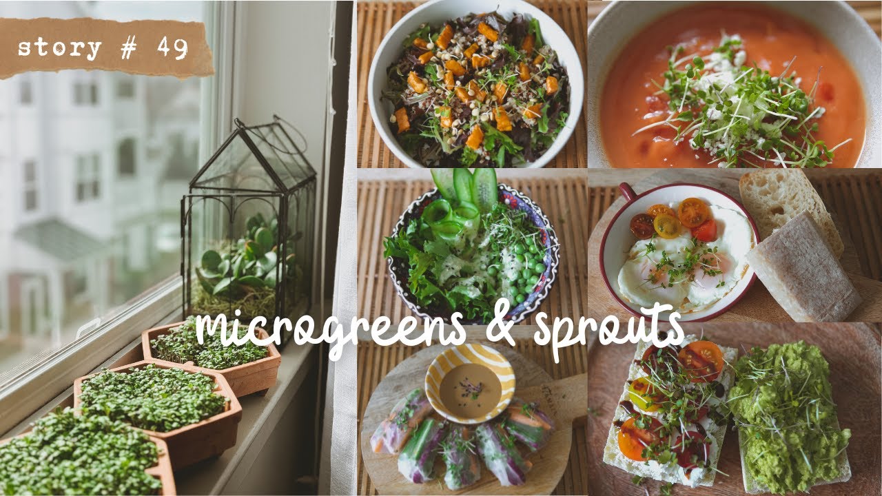 🌱Growing MICROGREENS & SPROUTS on My Apartment's Window Sill + Ideas on How to Eat Them