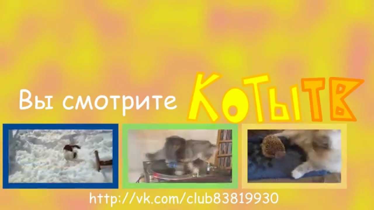 Сборник заставок Коты ТВ(27 марта/2 апреля 2015-н.в)