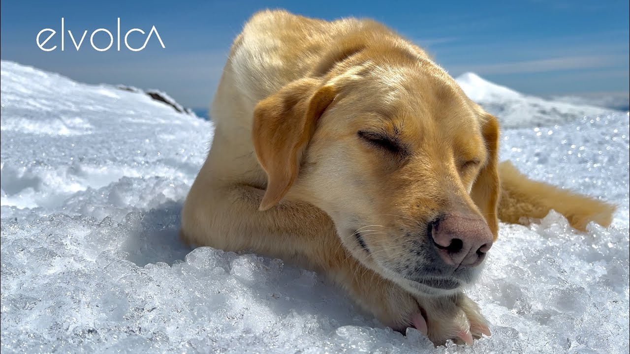 Volcán QUETRUPILLÁN, bosque de Lenga y Coigüe | Araucanía Andina 🗻🌳 