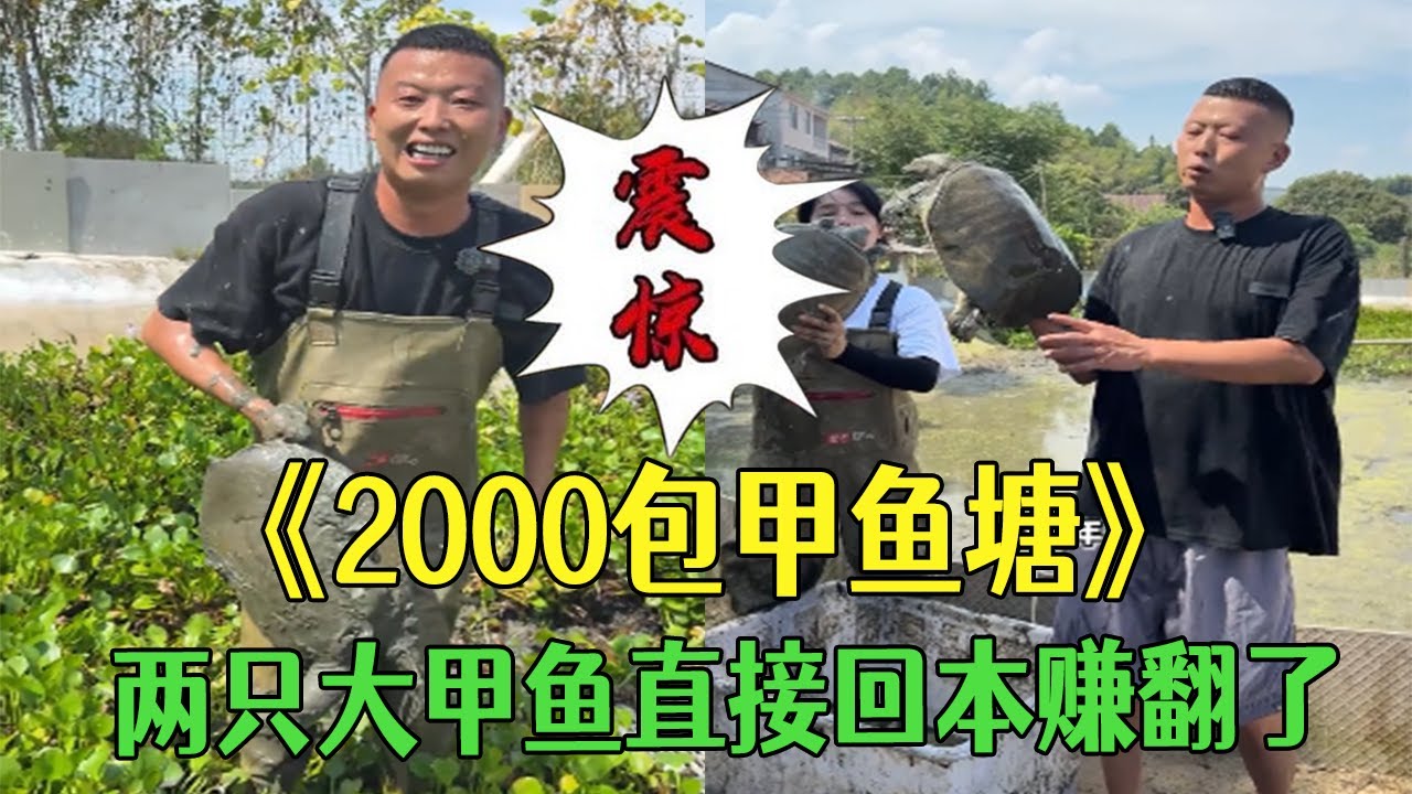 花2000包口甲魚塘，兩只大甲魚直接回本賺翻了 #小飛哥#三農 #護外 #新農人計劃2026 #包塘