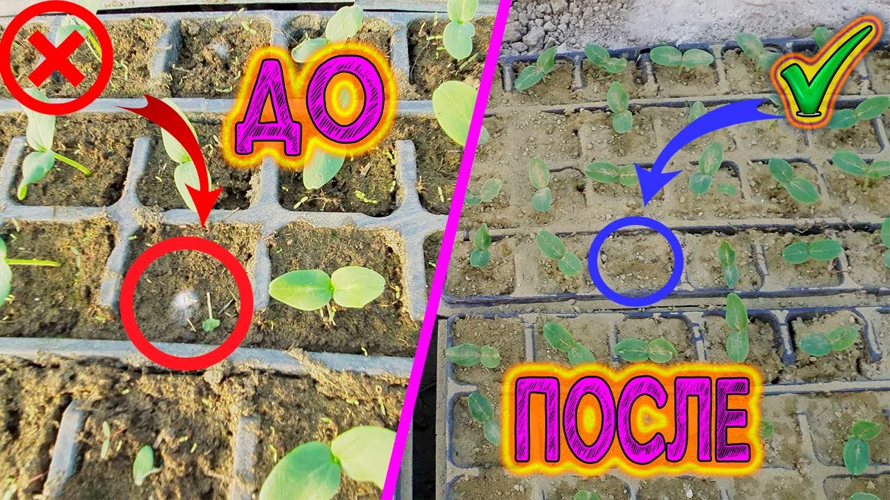 Спасаем рассаду огурцов от черной ножки, и других патогенов.