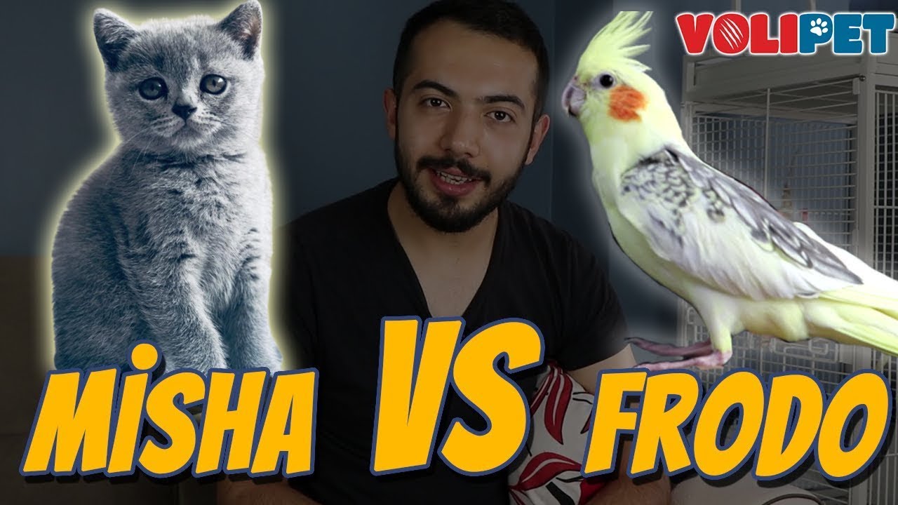 KEDİ MİSHA VE PAPAĞAN FRODO'NUN İLK TANIŞMA ANI! (Frodo Canından Oluyordu!)