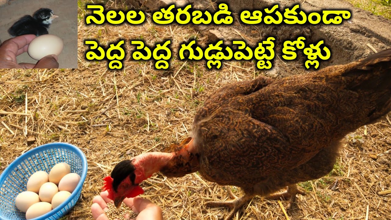 Nakedneck chicken breed laying and growing ditails | @youngfarmeratoztelugu