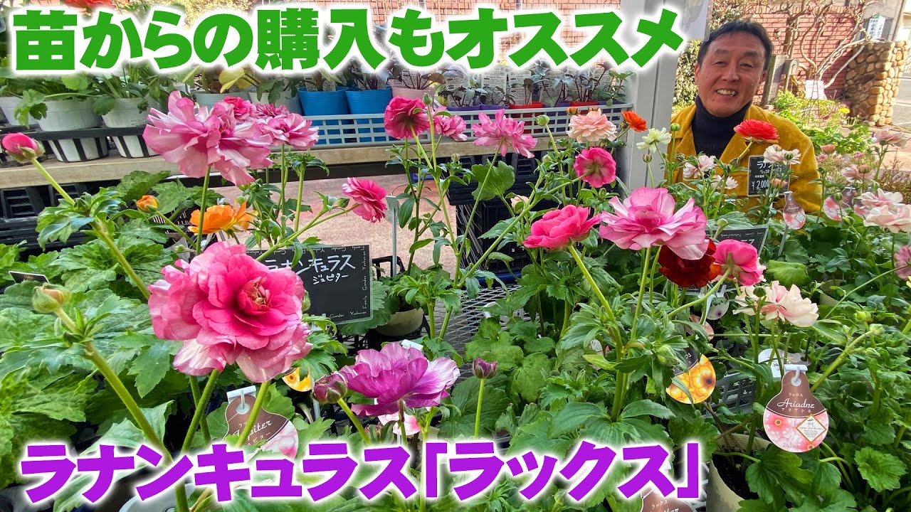 【陽春園】今年も問い合わせが多い「ラックス」シリーズが続々入荷！安く購入できる苗は咲くまでの姿も楽しいね【園芸店】