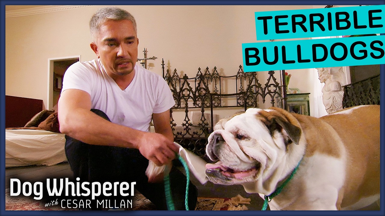 Cesar Millan Faces The Most Aggressive Bulldogs Ever! | Dog Whisperer Compilation
