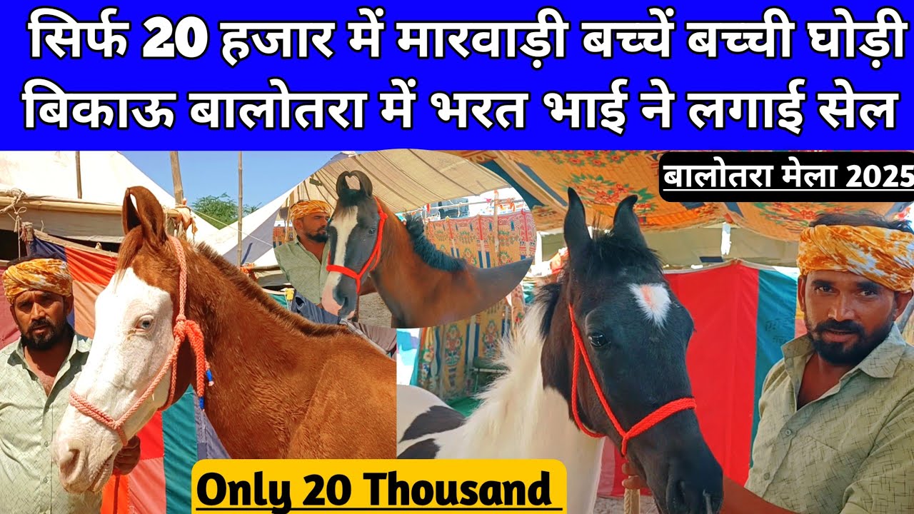 20 हजार में मारवाड़ी बच्चें बच्ची घोड़ी बिकाऊ बालोतरा में भरत भाई ने लगाई सेल। Balotra Mela 2025।