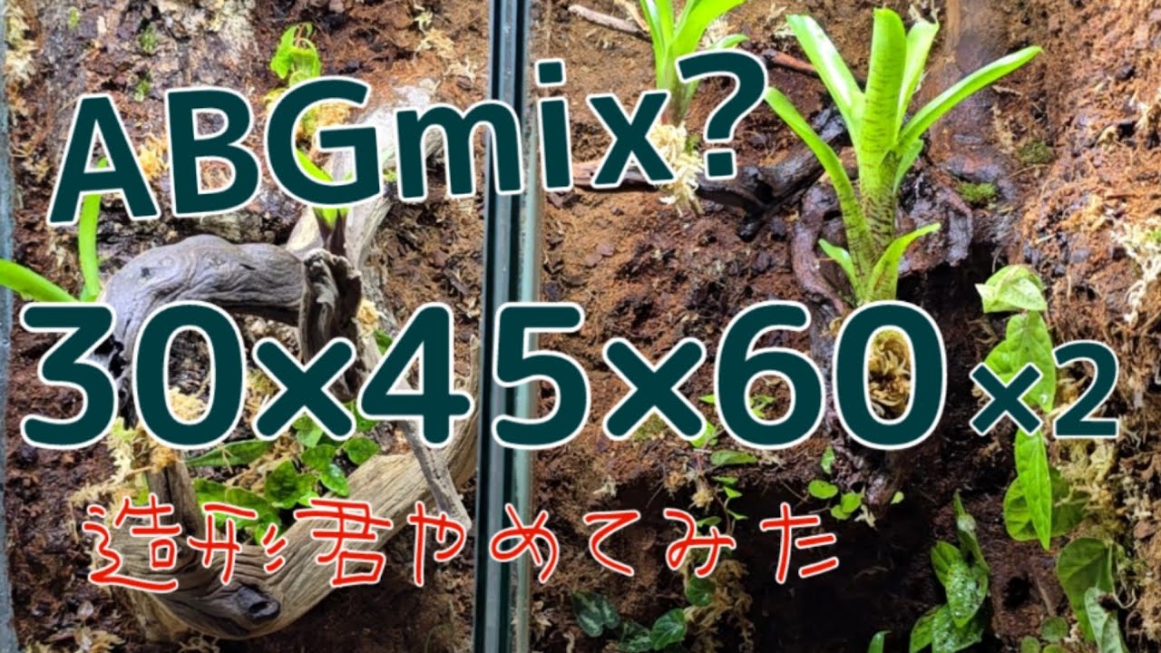 【Paludarium】ABGmixもどきを使った304560パルダ作成 #20