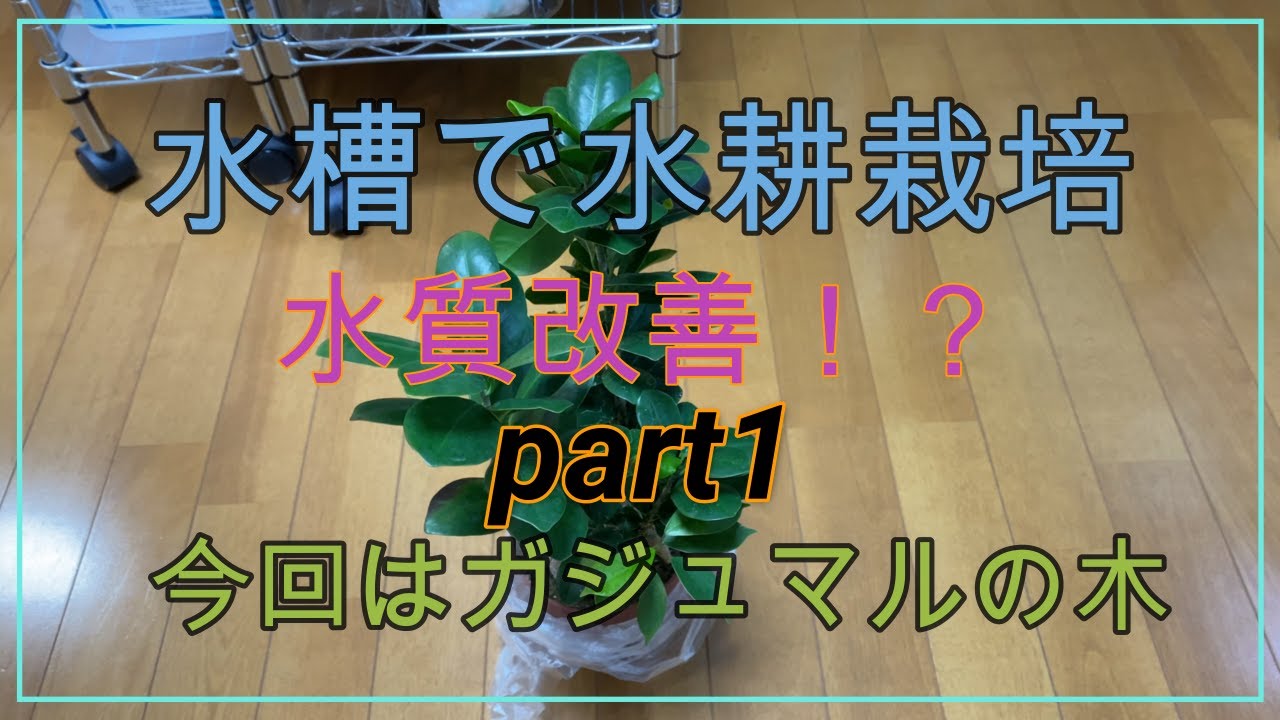 水槽で水耕栽培！？　part1 【アクアリウム】【熱帯魚】【水耕栽培】【アクアポニックス】【ハイドロカルチャー】