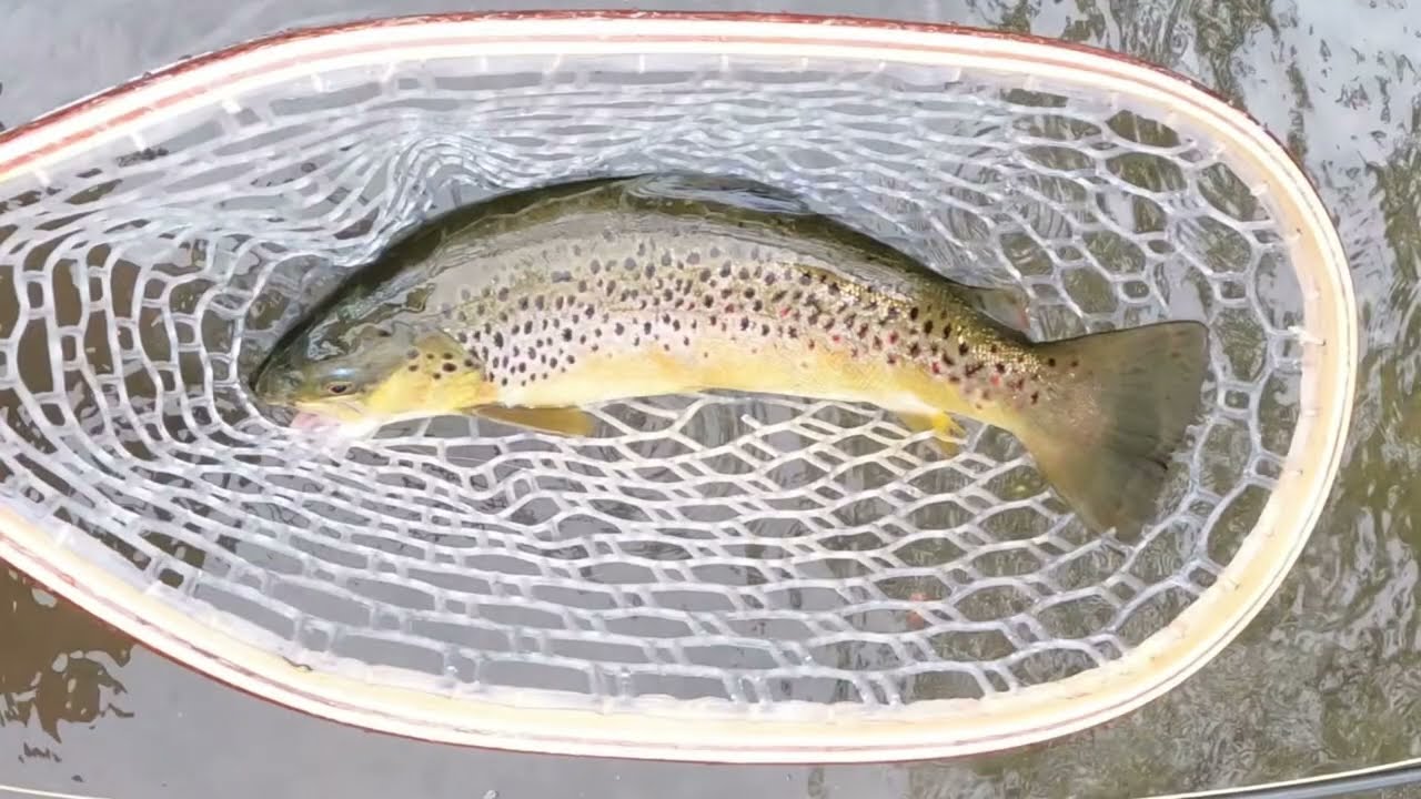 Flyfishing for Arctic Grayling & Brown Trout on the River Frome |#fishing #flyfishing #uk
