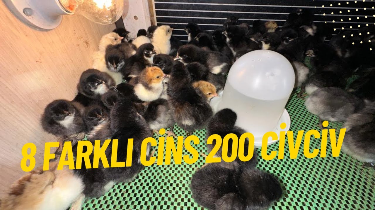 EFSANE CİVCİV ÇIKIMI KAFESLER ALMADI | LOHMAN AUSTRALORP KIRMASI CİVCİVLER ÇIKTI