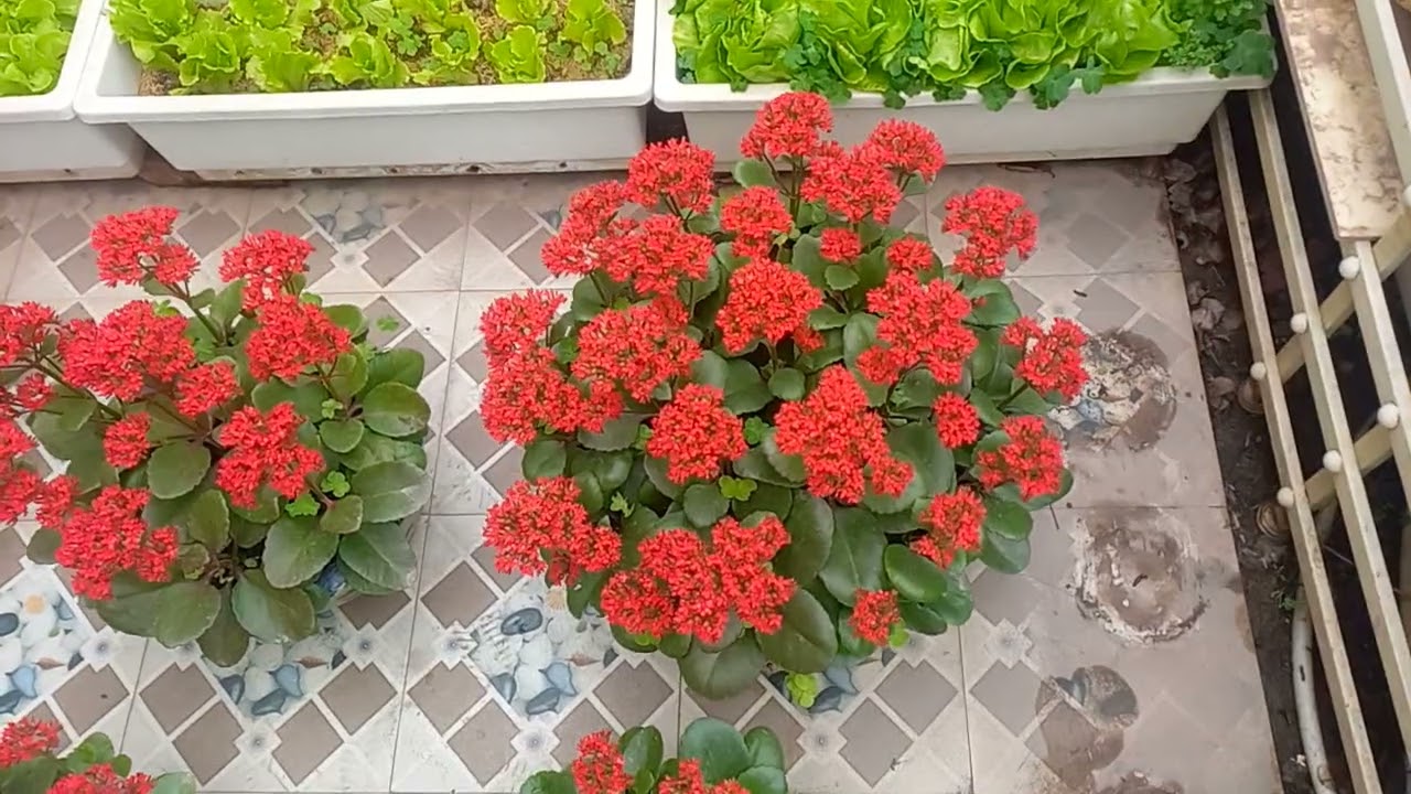 Ngày Ông Táo lên Trời năm Ất Tỵ.