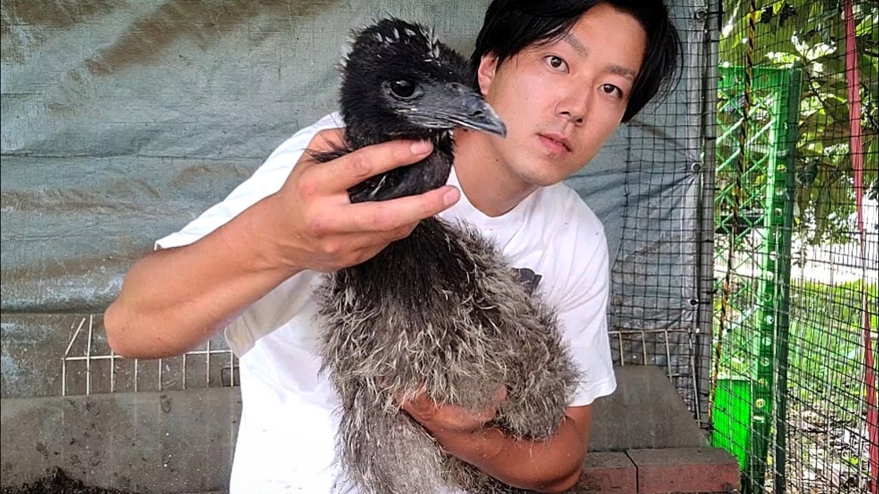 じつはエミュー飼ってる