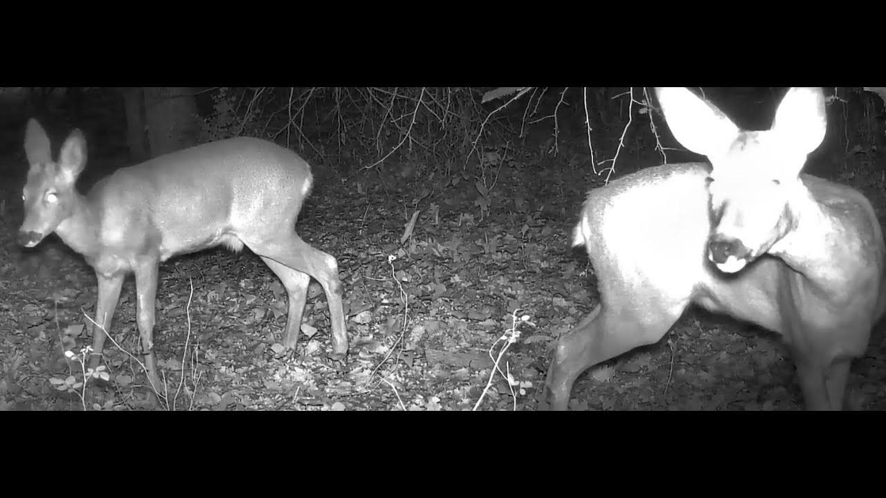 Observation animale (81) - First Try 2025