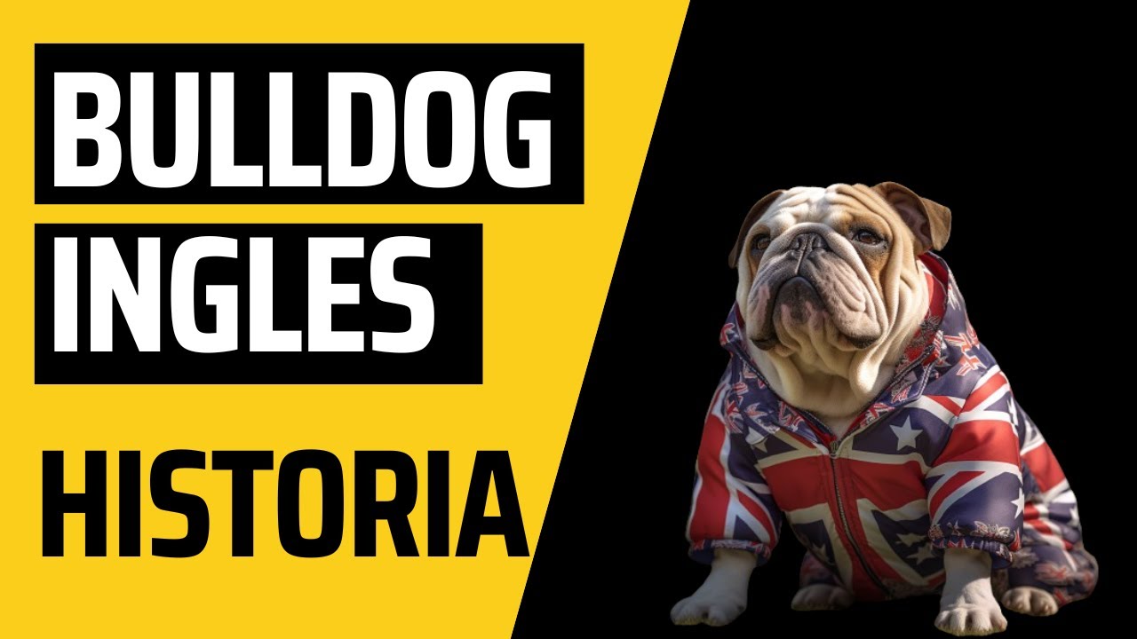 Descubre la historia intrigante sobre el Bulldog Inglés