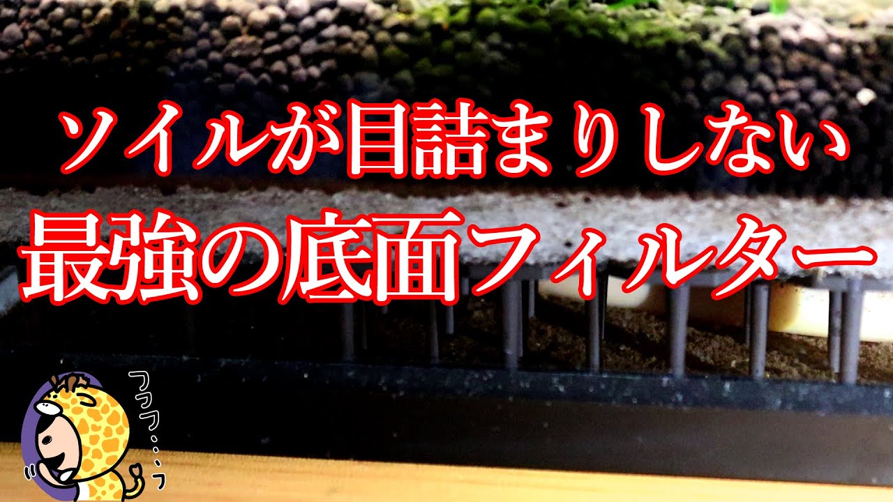 噴き上げ式底面フィルター立ち上げ８か月の経過報告。底面フィルターやるならこのシステムが最強だと思った話し。
