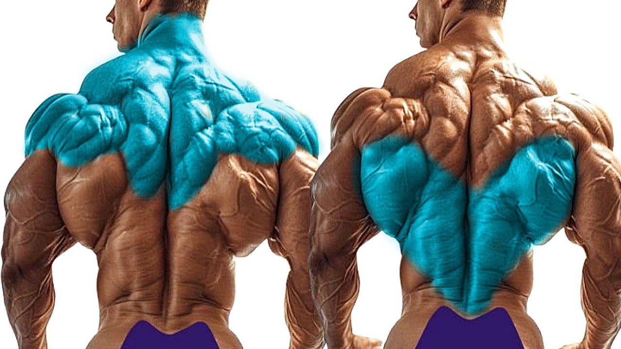 Effective Exercises for Bigger Back Growth to Build Back Muscles 
