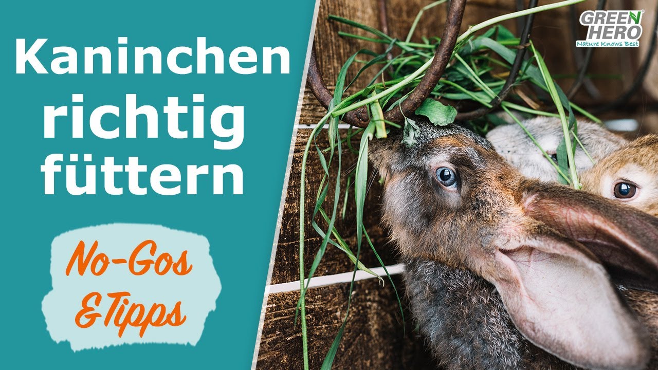 Kaninchen richtig ernähren | Tipps ✅ & No-Gos ❌