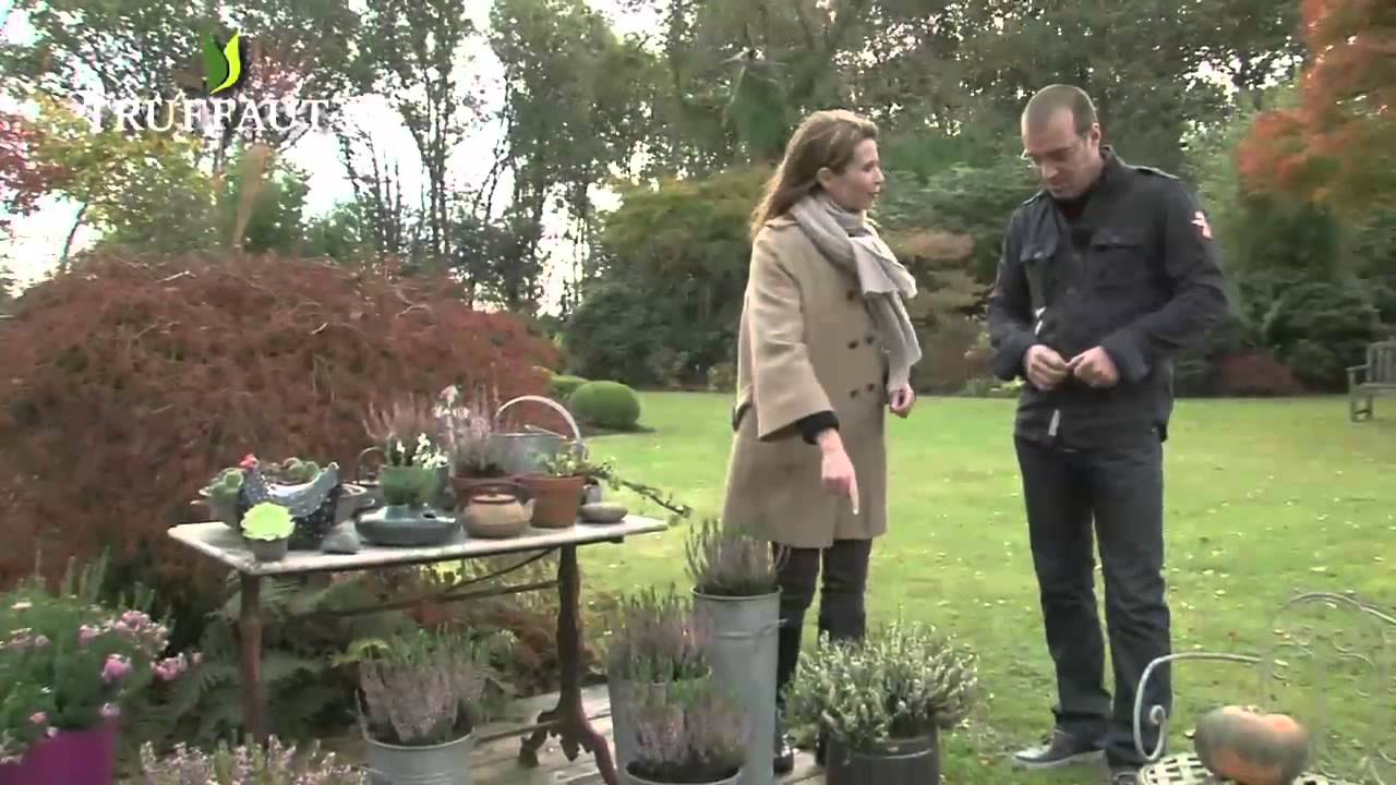Les bruyères : plantation et entretien - Truffaut