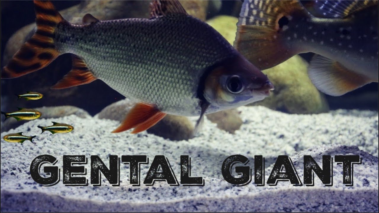 I Finally Found A PEACEFUL Monster Fish
