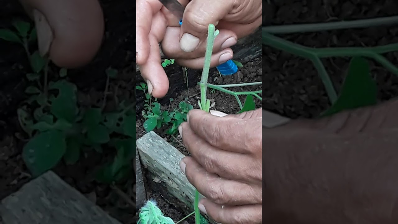 enxertos de tomates com jurubeba.