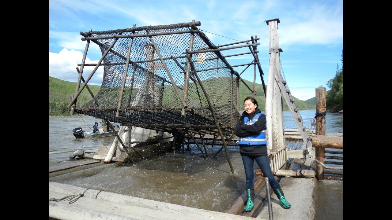 How To Cut And Smoke People Quality Dry Fish Yukon River Style - Stan Zuray