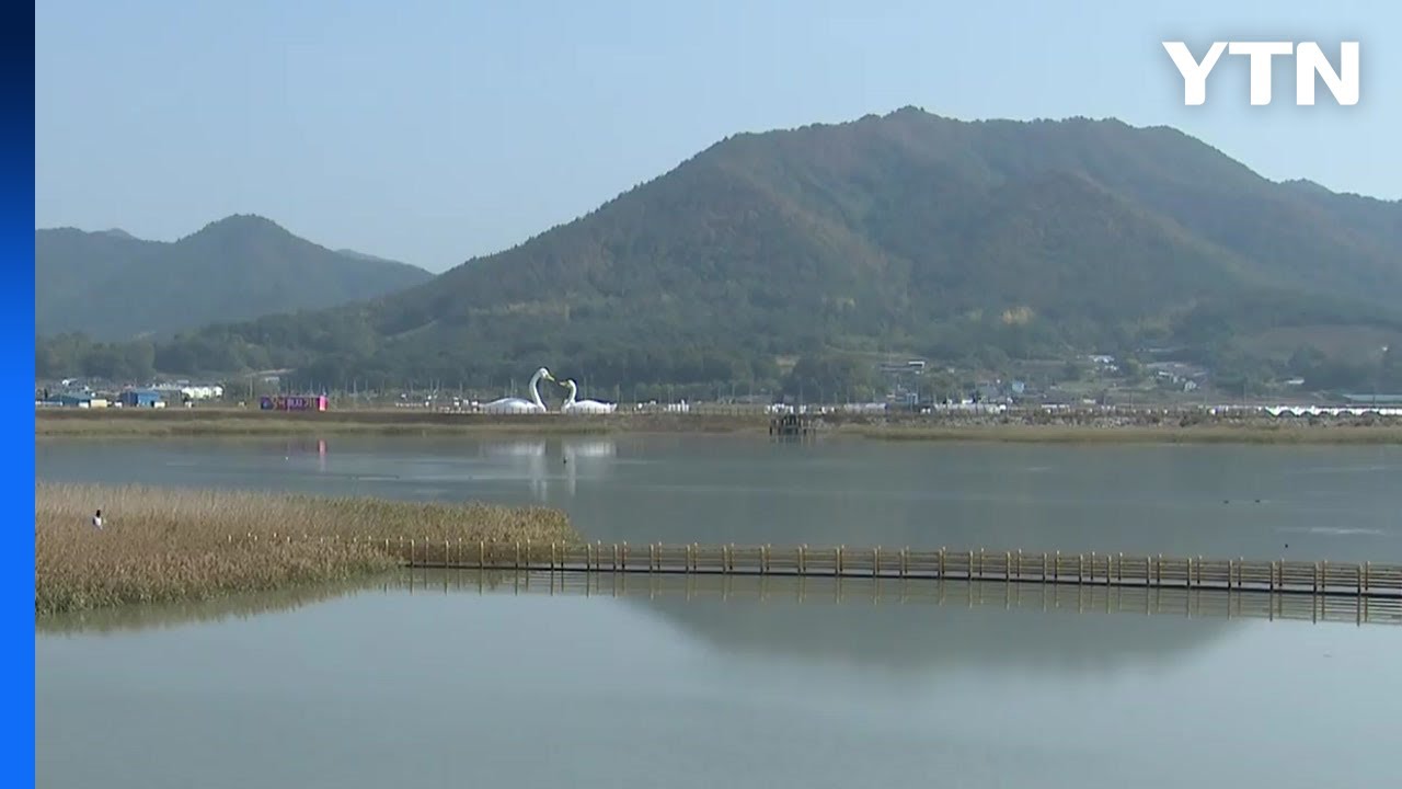 깊어가는 가을...황금빛으로 물든 강진 갈대밭 / YTN
