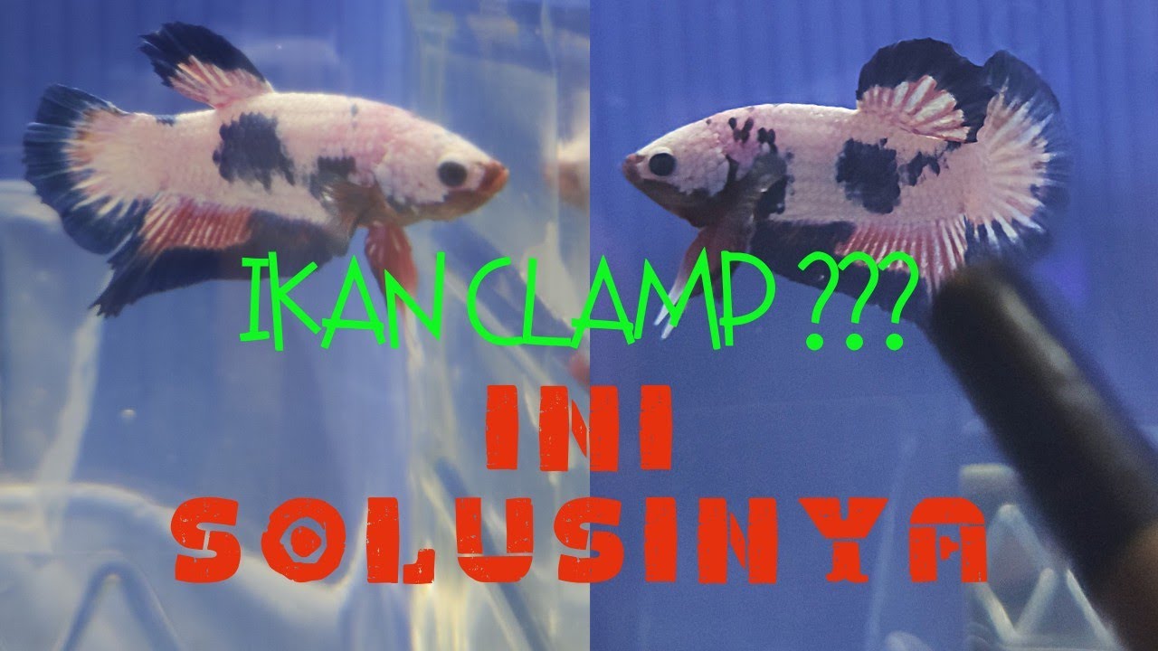 CARA MUDAH MENGUBATI IKAN LAGA / CUPANG / BETTA YANG CLAMP