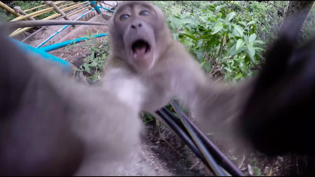 Tiger Cave Temple | Monkey Attack!