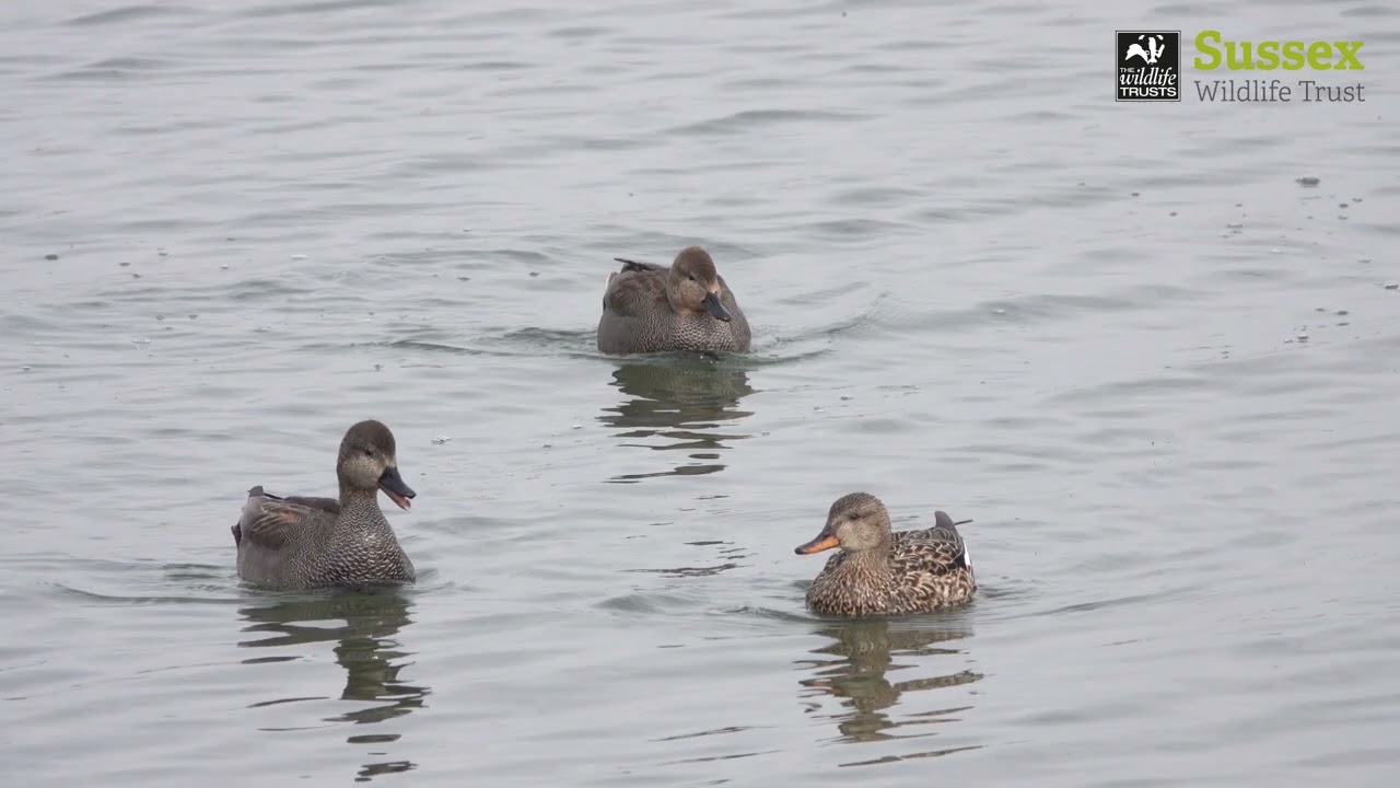 Gadwall call