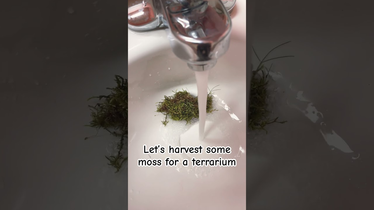 Harvest moss with me on summer vacation #plants #moss #summer #firstdayofsummer
