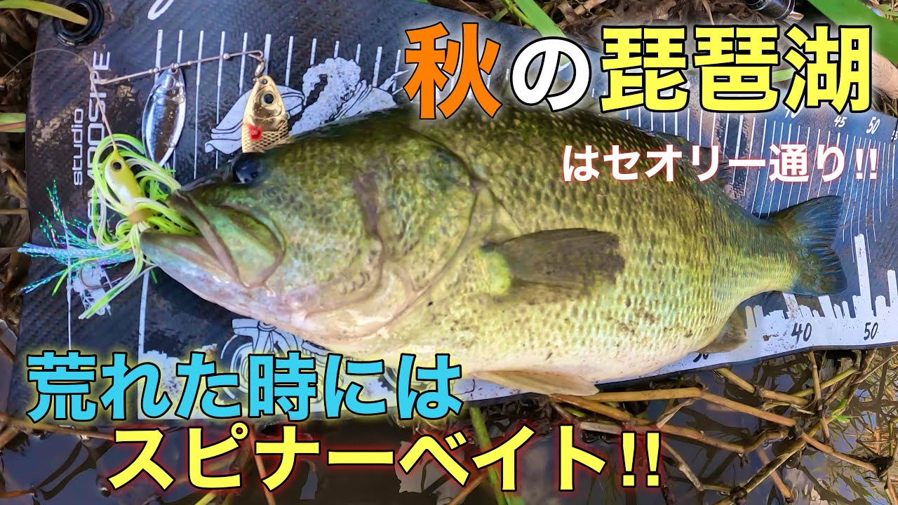 【B-Custom】秋の琵琶湖 バス釣り 荒れた時にはスピナーベイト‼︎【Jungle Walker】