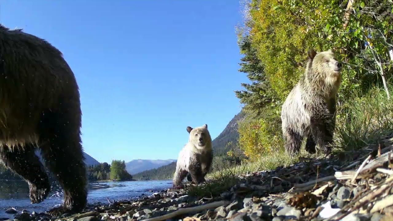 British Columbia TRAIL CAM Footage #2 #trailcamera #trailcamvideos #trailcams #wildlife