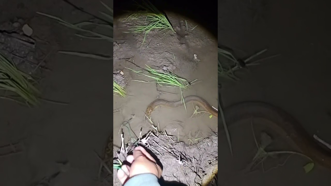 Keseruan mancing dimalam hari 
