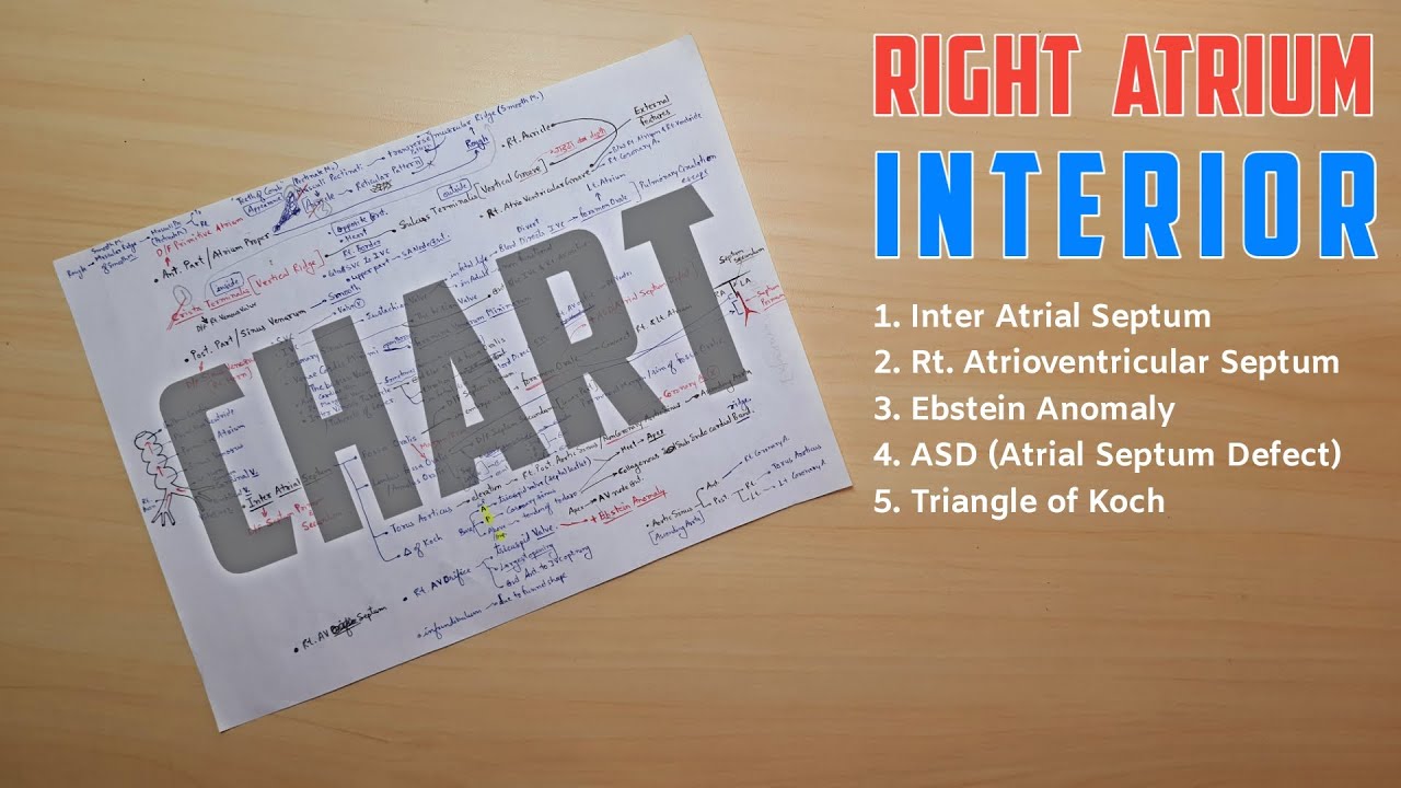 Right Atrium Anatomy (Interior) | Part 2 | Triangle of Koch, Ebstein Anatomy, ASD | TCML