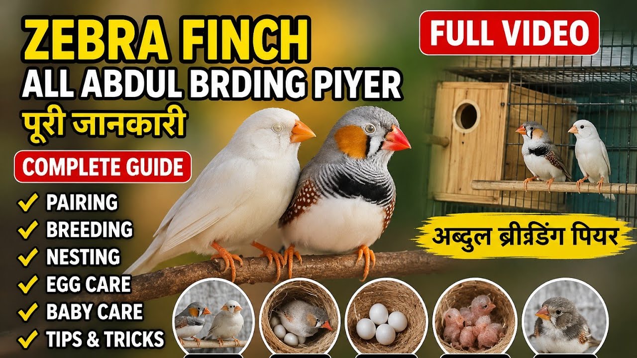 Niw brid may setap pinches 👍❤️#cute #birds #birds #animals #reels #animals #shortvideo #subscribe 
