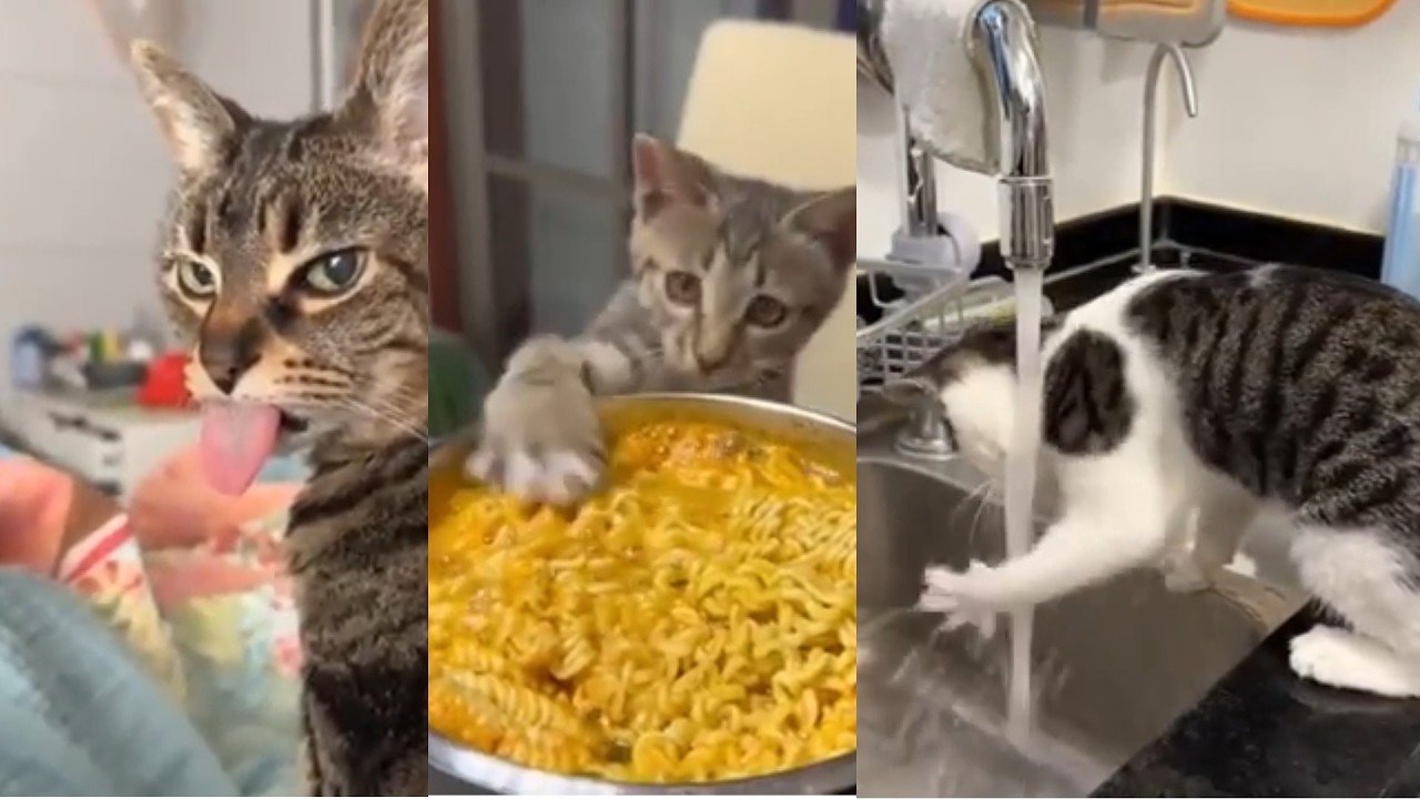 🔥🔥👍Feline Funnies Paw Control Failure👍👍🔥 #kitties #dogs #pets #animals #funnyvideos #cats #puppies