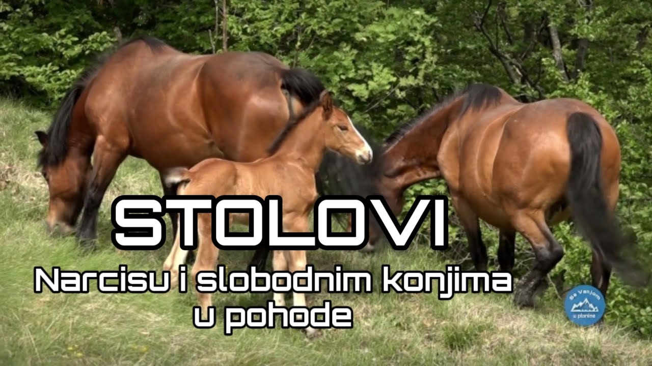PLANINA STOLOVI, narcisu i slobodnim konjima u pohode  Sa Vanjom u planine 13 Balkan Trip