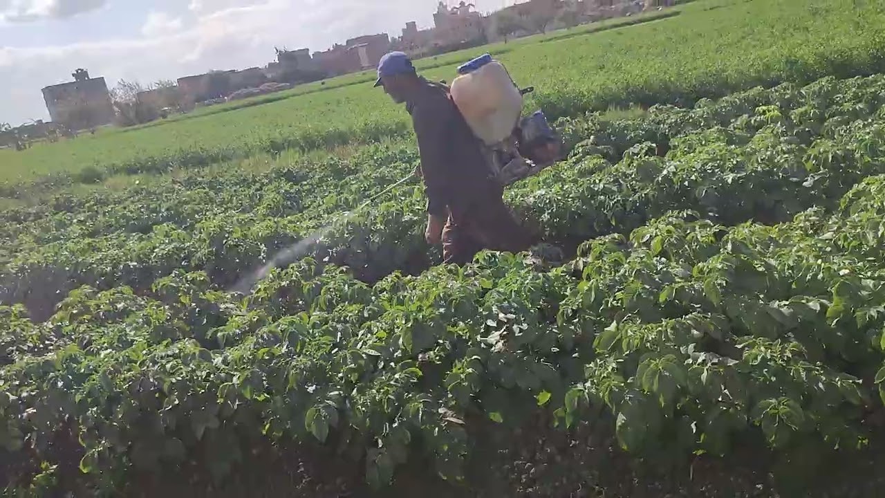 رش السنكور للقضاء علي الحشائش الضارة في البطاطس