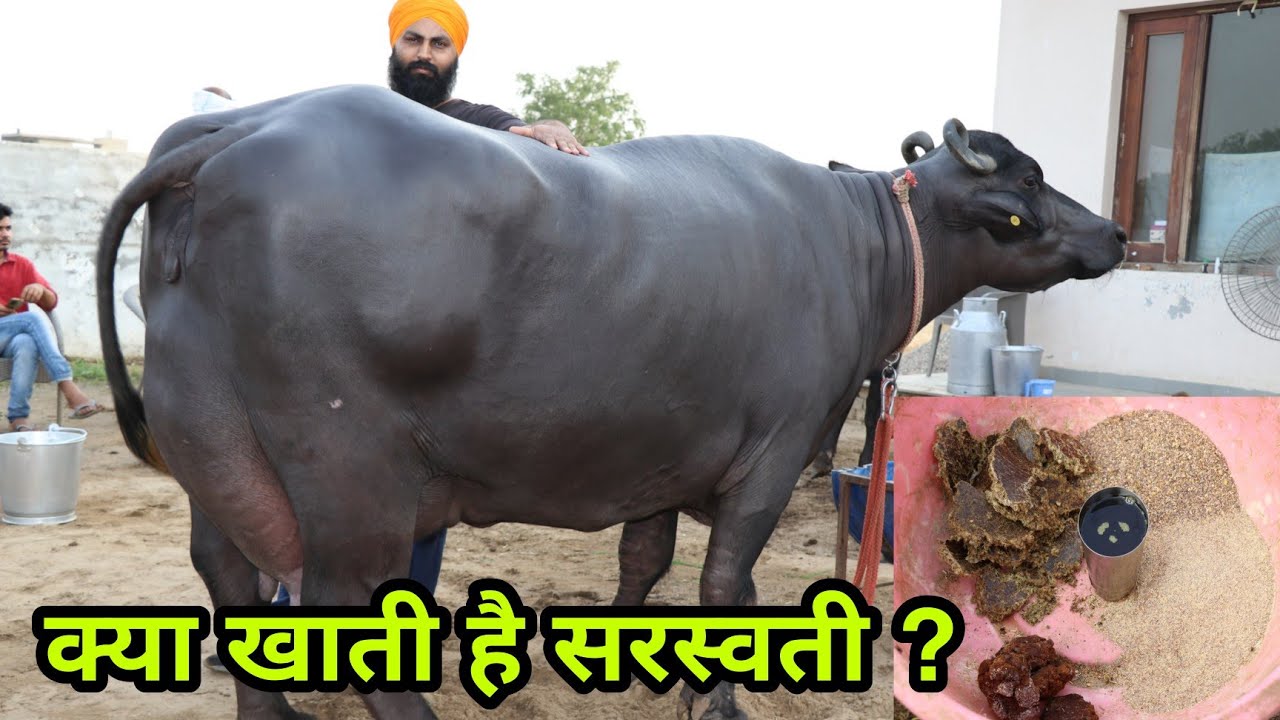 दुनिया की सबसे ज्यादा दूध देने वाली भैंस - सरस्वती क्या खाती है, वीडियो में जानें || Saraswati Feed