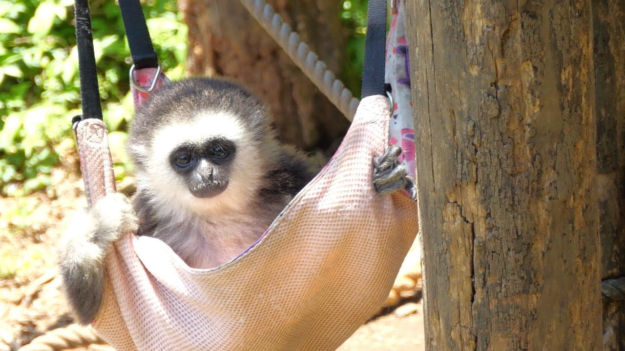 ひーちゃんとハンモック（Hi-chan and a hammock）　伊豆シャボテン公園　テナガザル　202305