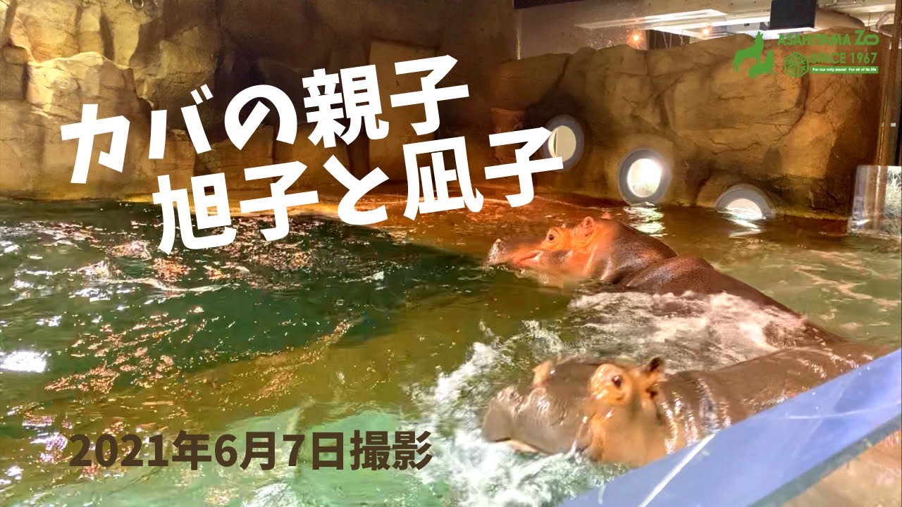 2021年6月7日　カバ親子🦛🦛