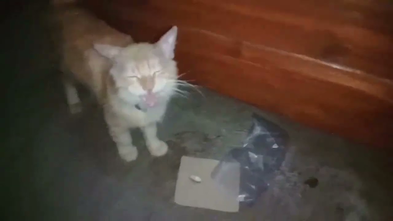 Kucing oyen ngaung ngauuung🙂🙏