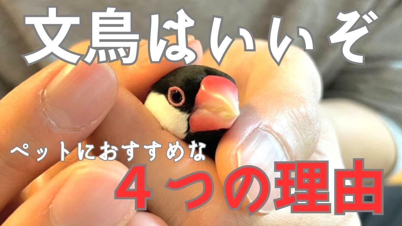 【これから文鳥を飼う人へ】文鳥はいいぞ！ペットにおすすめな４つの理由