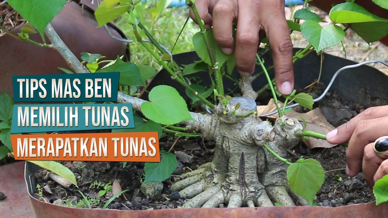 Tip Memilih Tunas Anak Cabang Atau Ranting Dan Cara Merapatkan Ruas Bonsai Waru Bersama Mas Ben