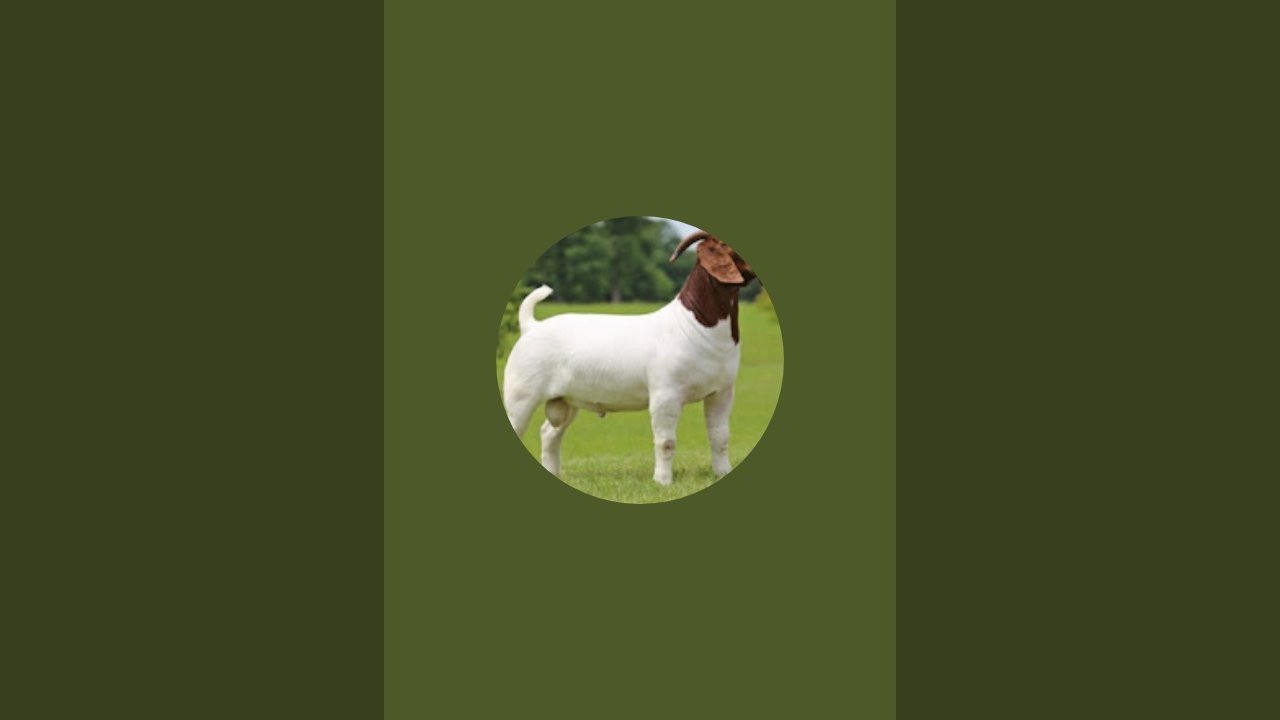 Beeru goat Form is live