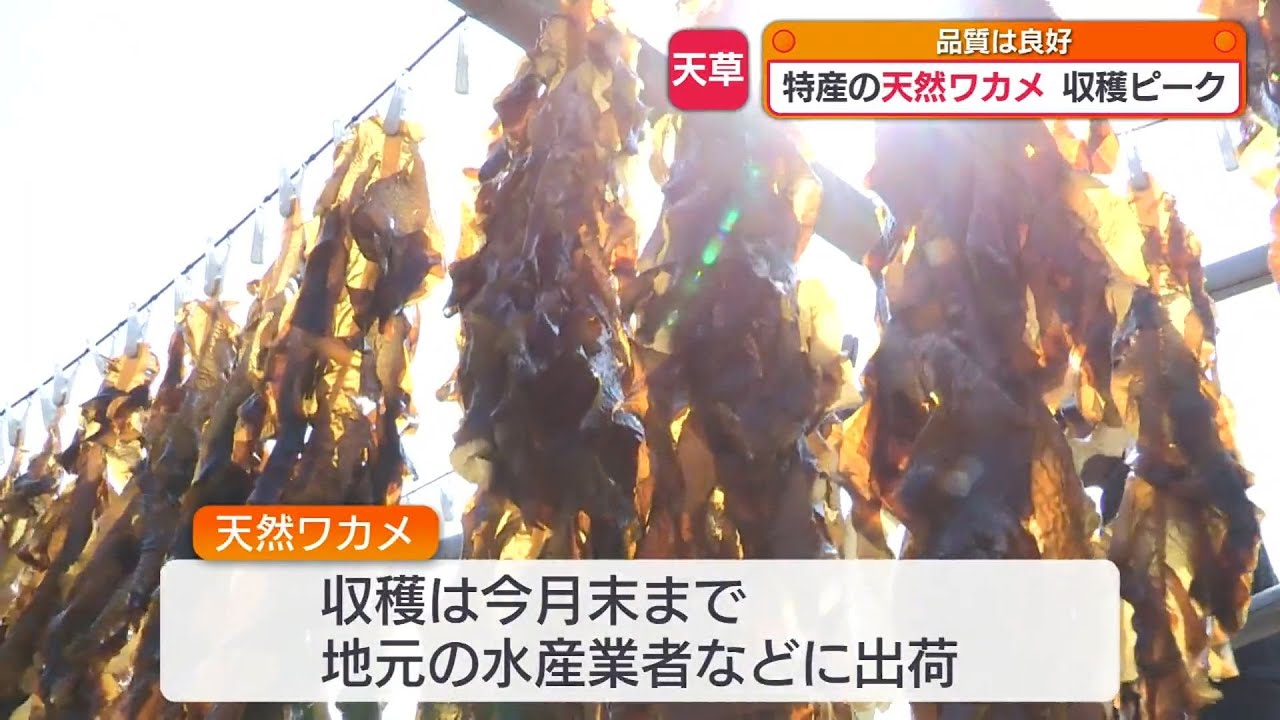品質良好！天草産の天然ワカメの収穫がピーク