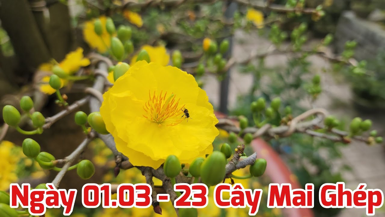 Ngày 01/03 - Bán 23 Cây Mai Ghép
