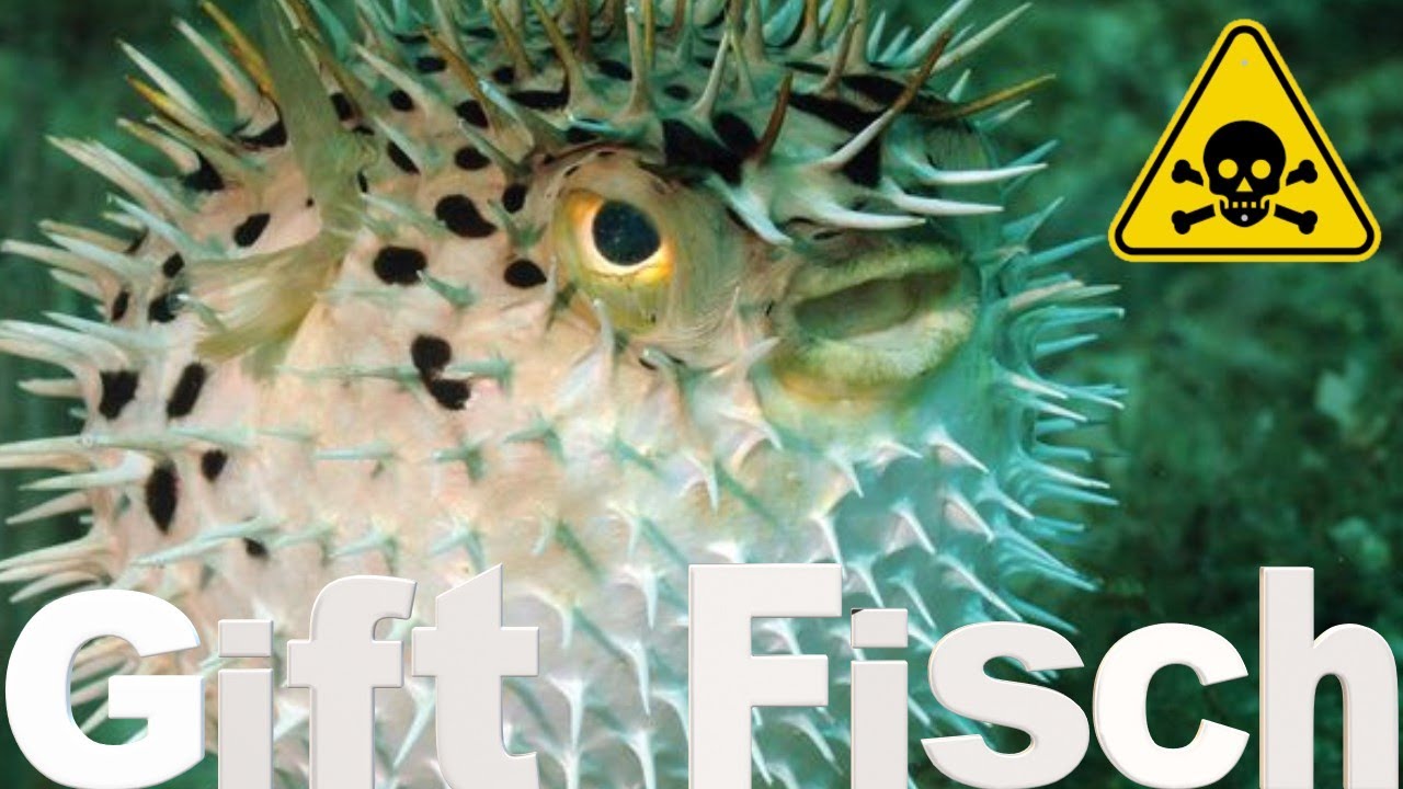 Der giftigste Fisch der Welt